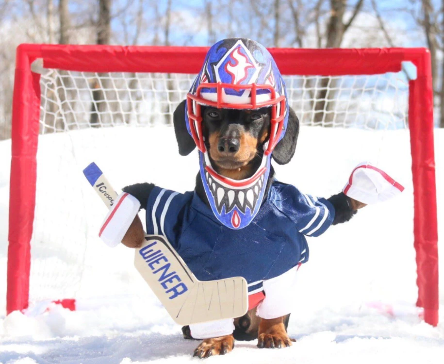 Когда хоккей подождёт: таксы устроили шоу в перерыве матча - видео